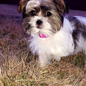 Meet your Posher, Patty